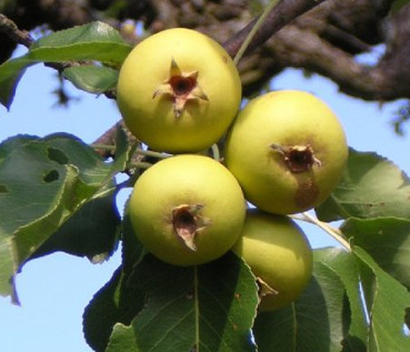 tuskes korte